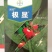 拜耳极显杀虫剂氟吡呋喃酮亩旺特螺虫乙酯烟粉虱蚧壳虫棉蚜