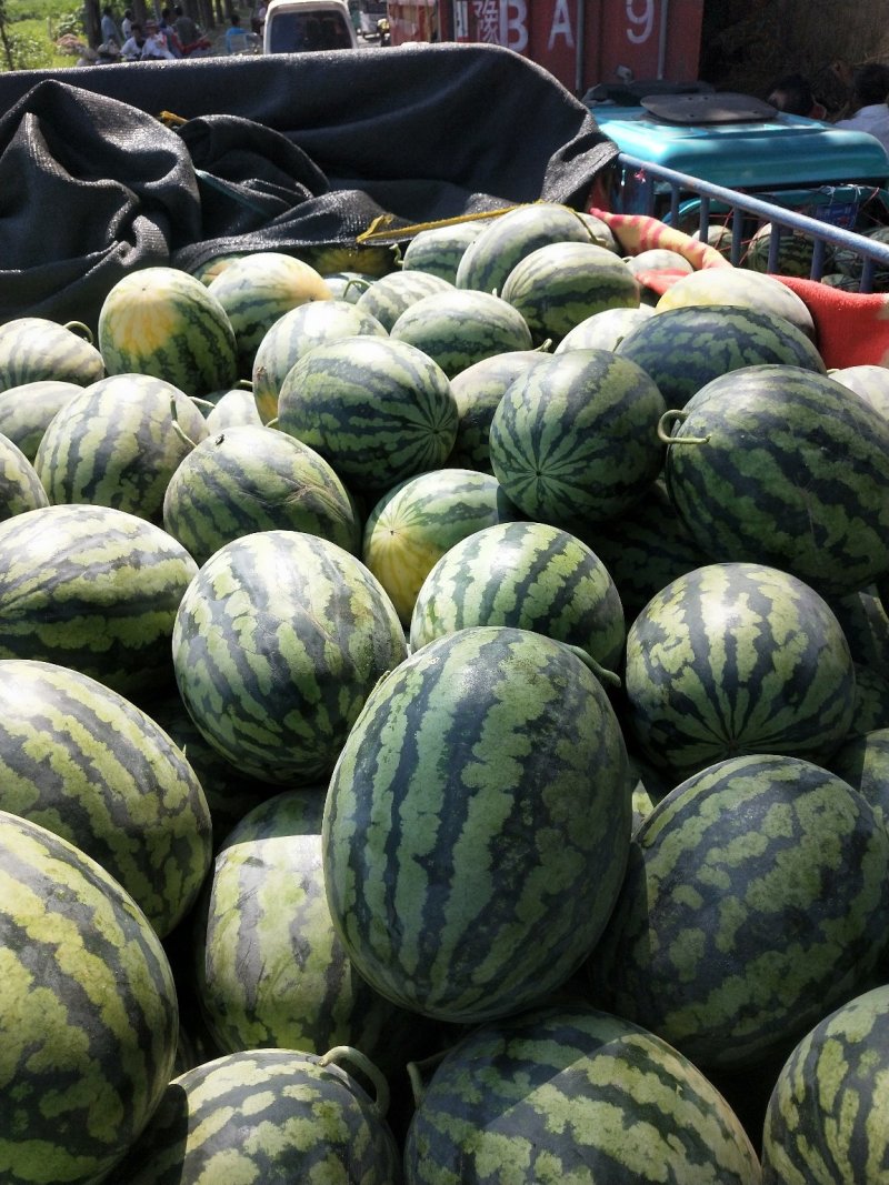 精品甜王，产区直供，大量上市薄皮大红瓤口味甜