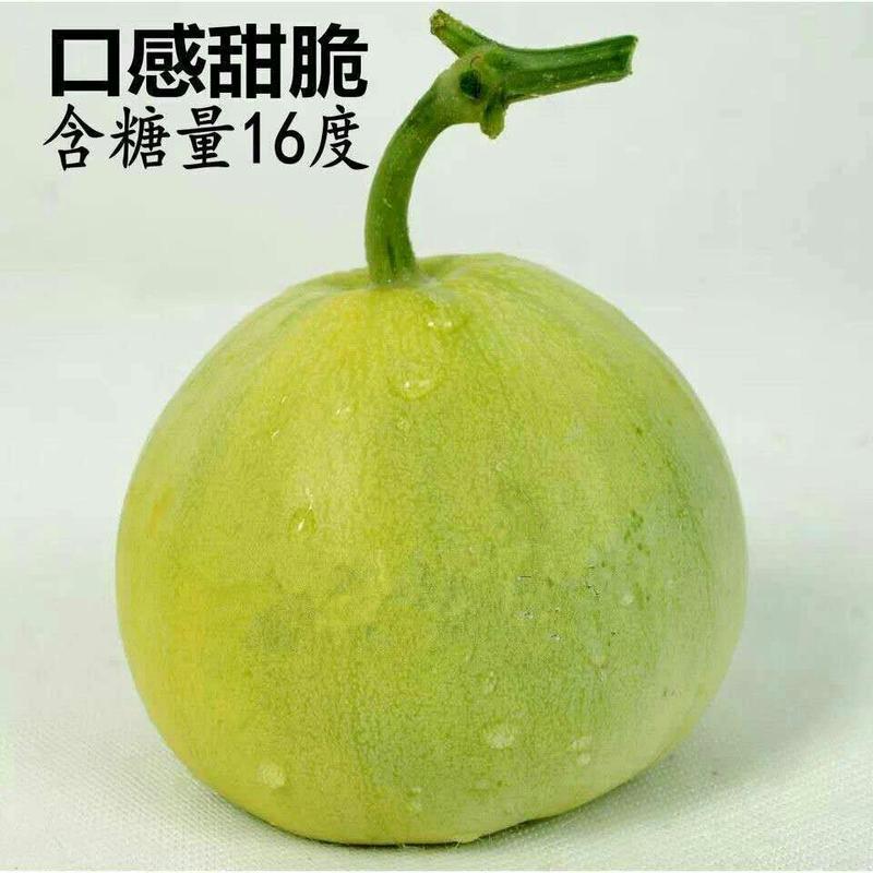 日本冰糖王香瓜甜瓜种子四季水果种子