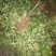 平邑百花一号金银花苗，品种纯正。现挖现发货。包成活