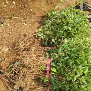 平邑百花一号金银花苗，品种纯正。现挖现发货。包成活