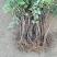 平邑百花一号金银花苗，品种纯正。现挖现发货。包成活