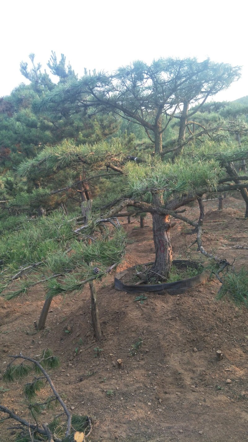 山东造型景观松树，数百亩种植基地，价格便宜欢迎咨询