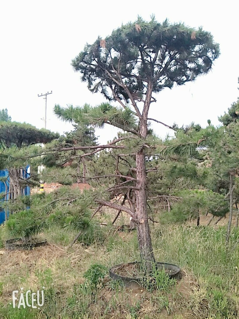 山东造型景观松树，数百亩种植基地，价格便宜欢迎咨询