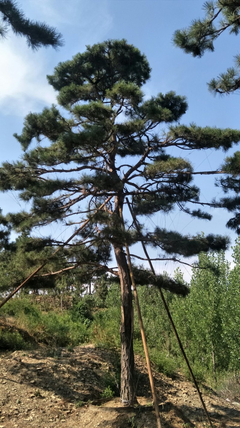 山东造型景观松树，数百亩种植基地，价格便宜欢迎咨询