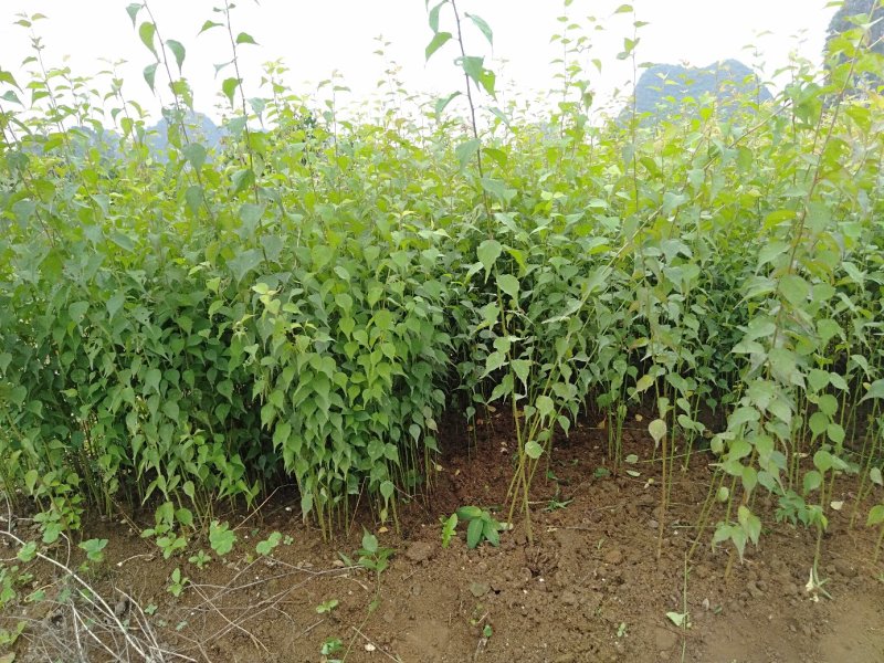 酸梅苗酸梅小苗酸梅小苗广西苗木批发场地直销包