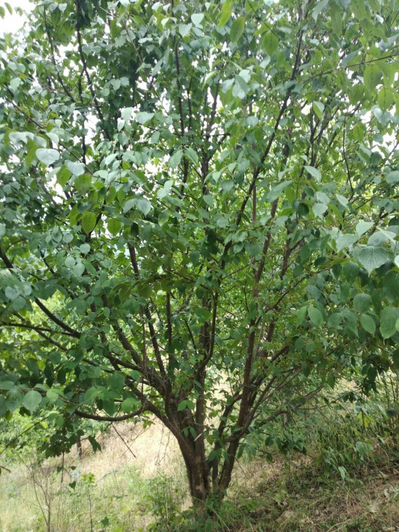 山茱萸，丛生山茱萸，山茱萸小苗，独杆山茱萸