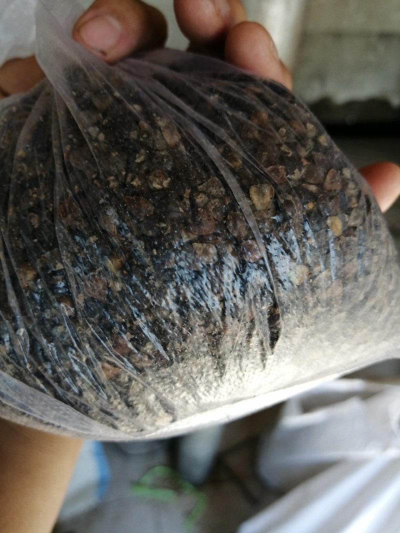 粮油作物荞麦，甜荞