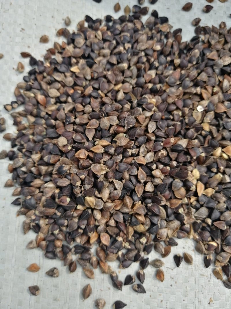 粮油作物荞麦，甜荞