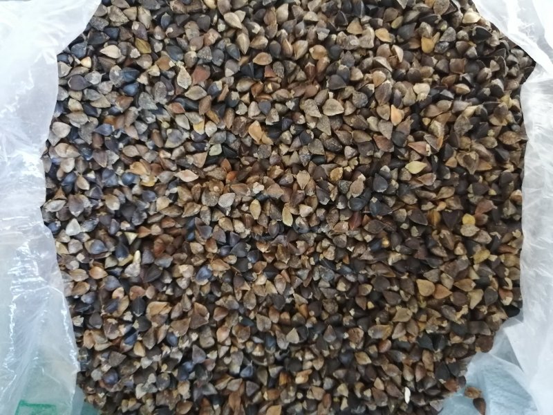 粮油作物荞麦，甜荞