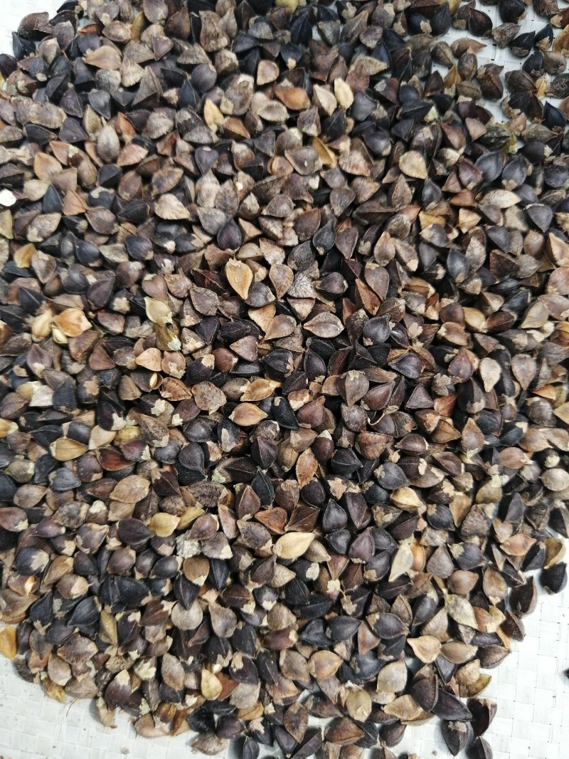 粮油作物荞麦，甜荞