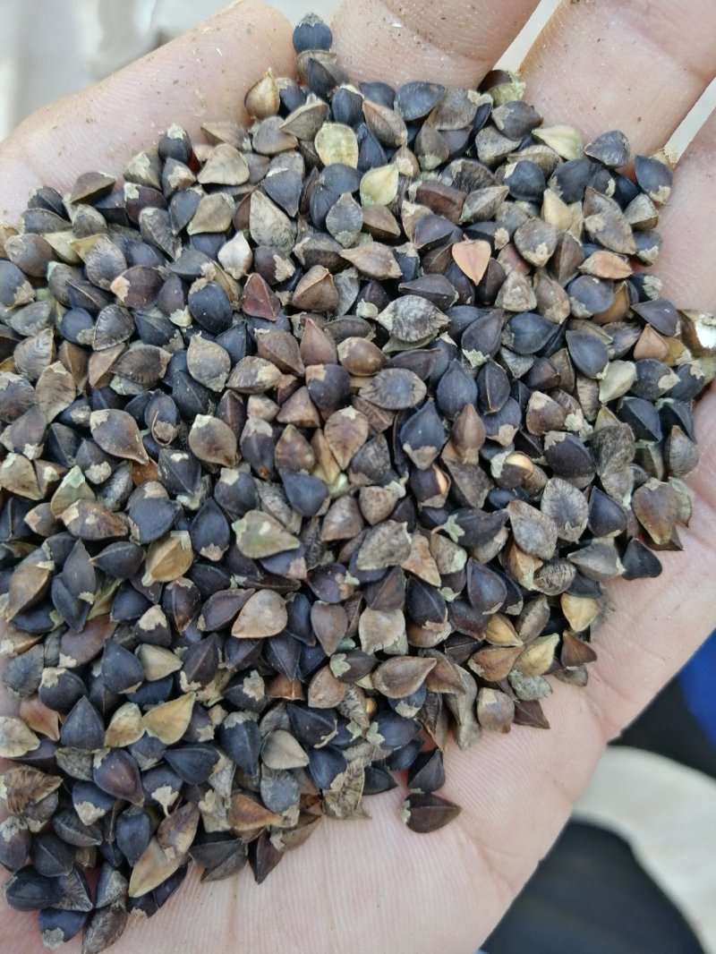 粮油作物荞麦，甜荞