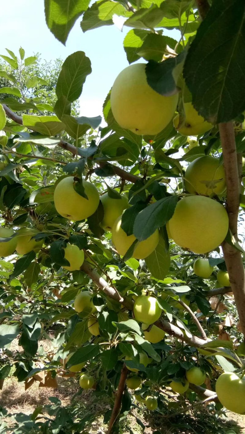 青嘎啦苹果大量上市需要的客户可以联系我质量美美的