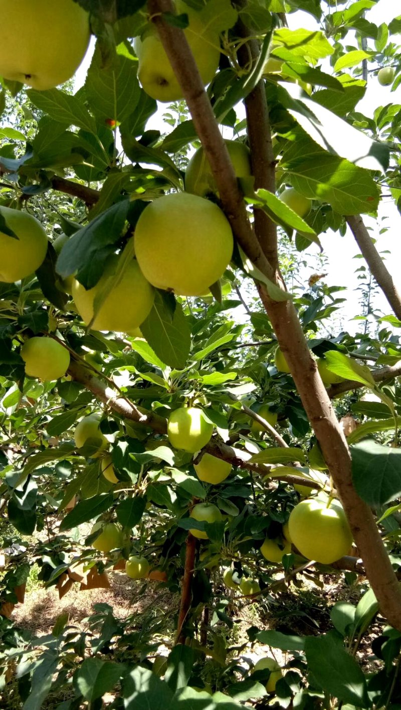 青嘎啦苹果大量上市需要的客户可以联系我质量美美的
