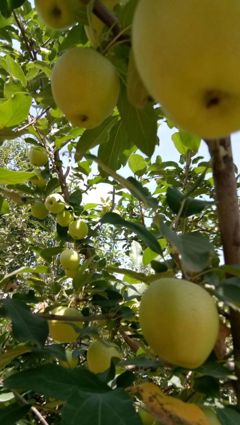 青嘎啦苹果大量上市需要的客户可以联系我质量美美的