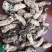 金蝉花干净无杂质1市斤起包邮量大从优
