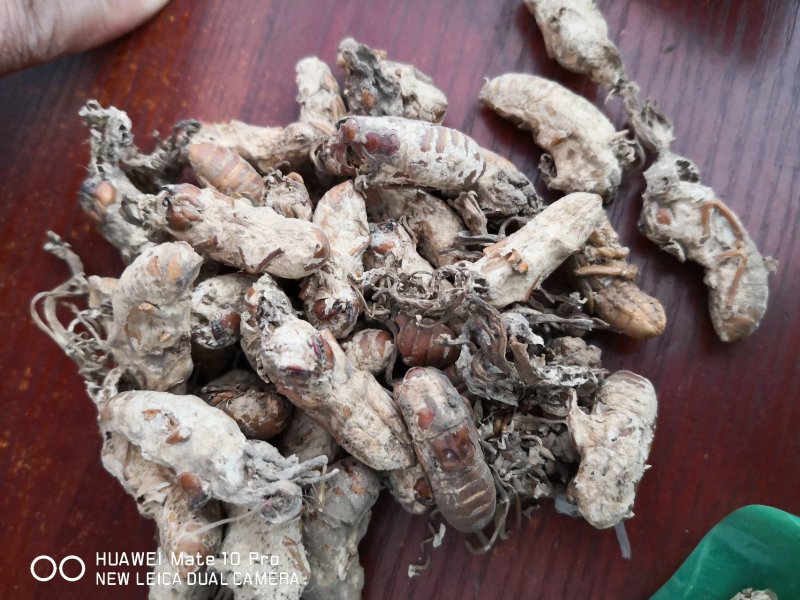 金蝉花干净无杂质1市斤起包邮量大从优
