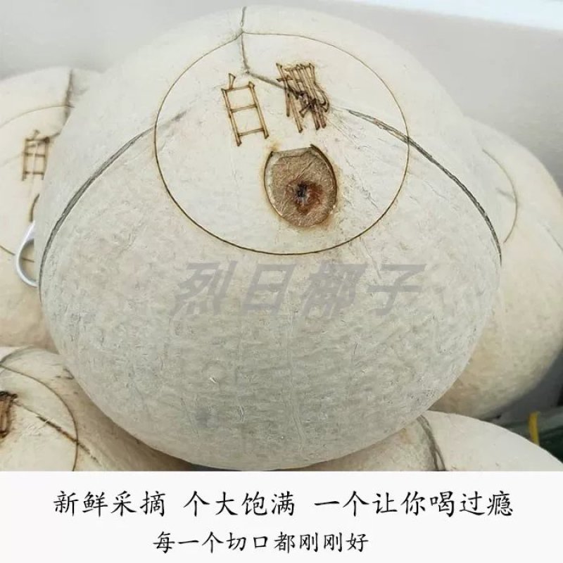 烈日易拉环椰子椰子易拉罐椰子海南椰奶6个装