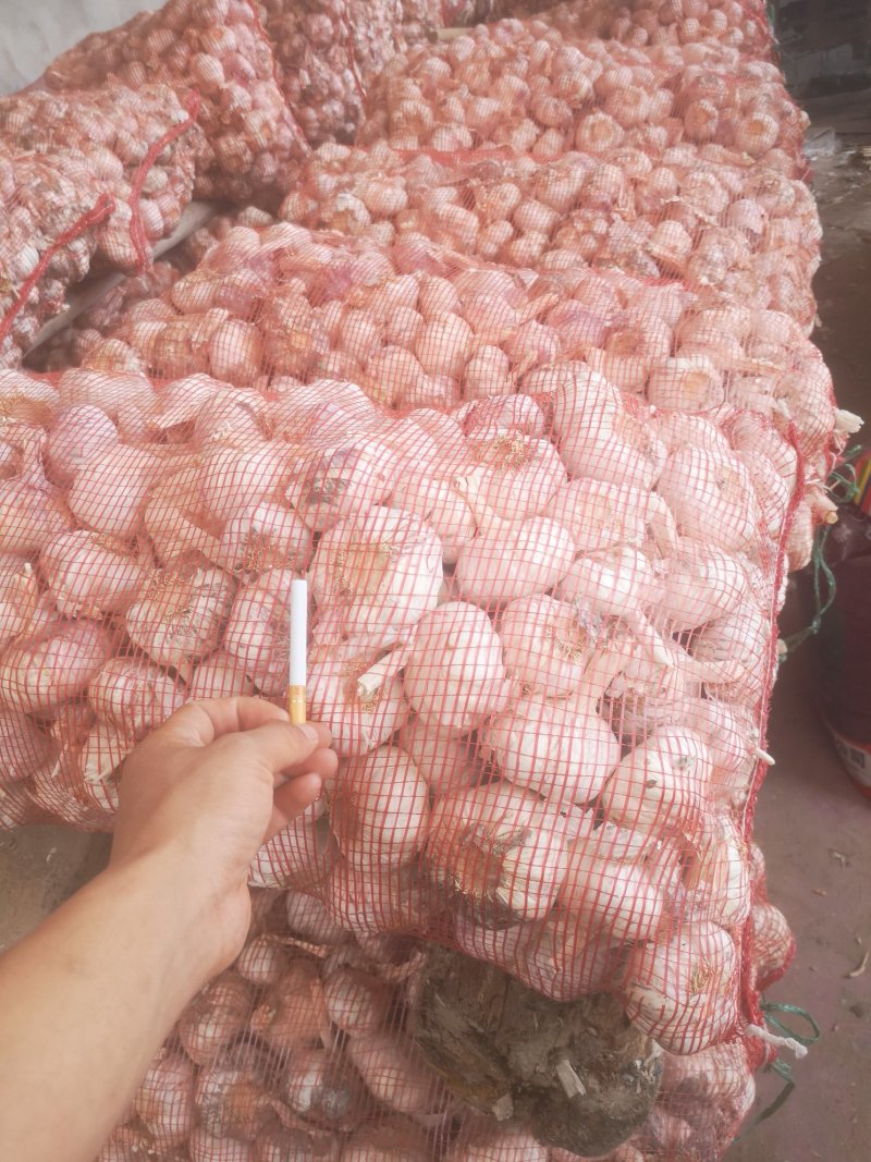大蒜大量供应中