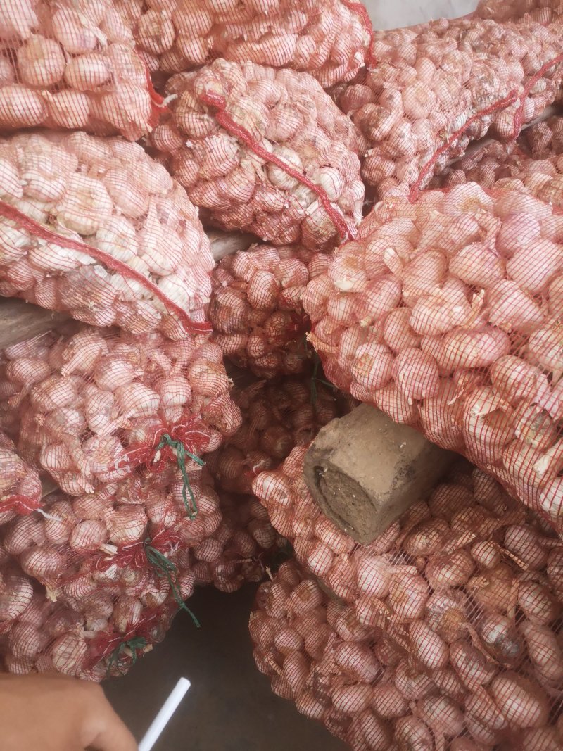 大蒜大量供应中