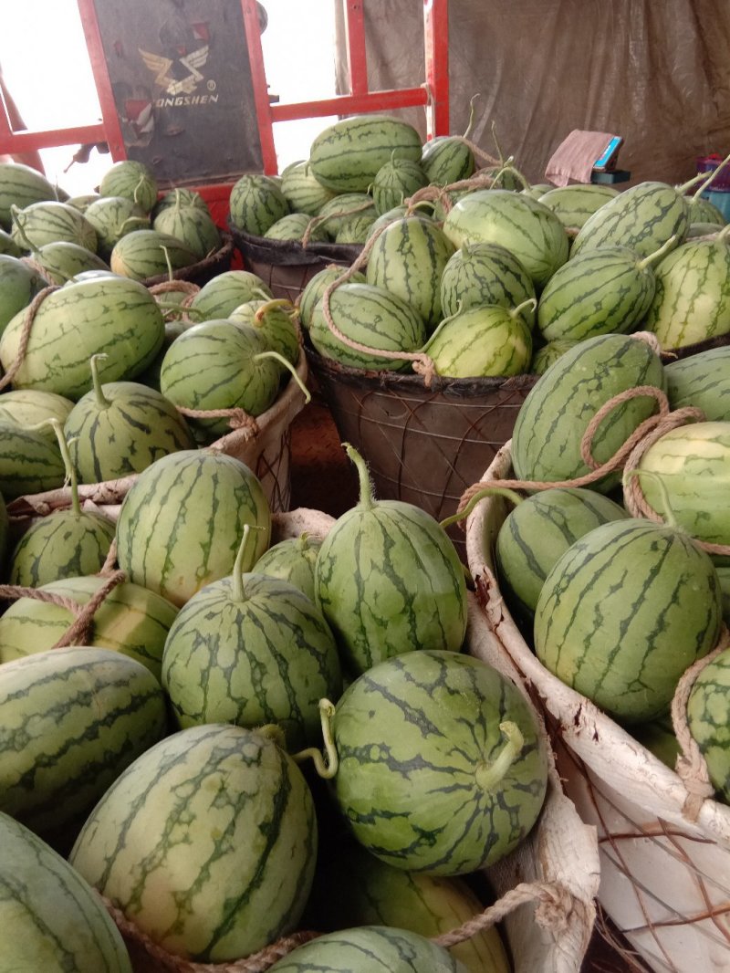 早春红玉