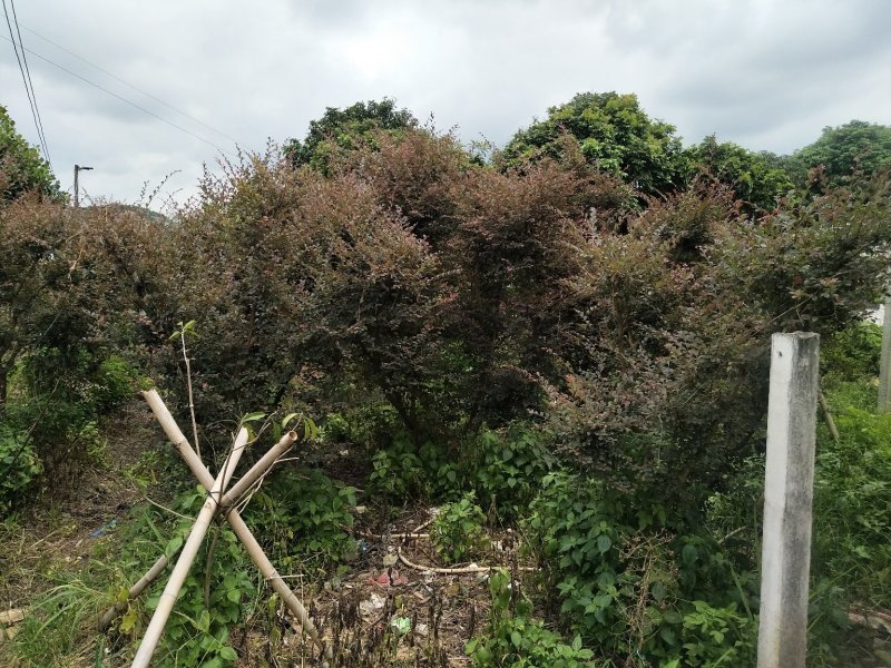 红花继木树桩
