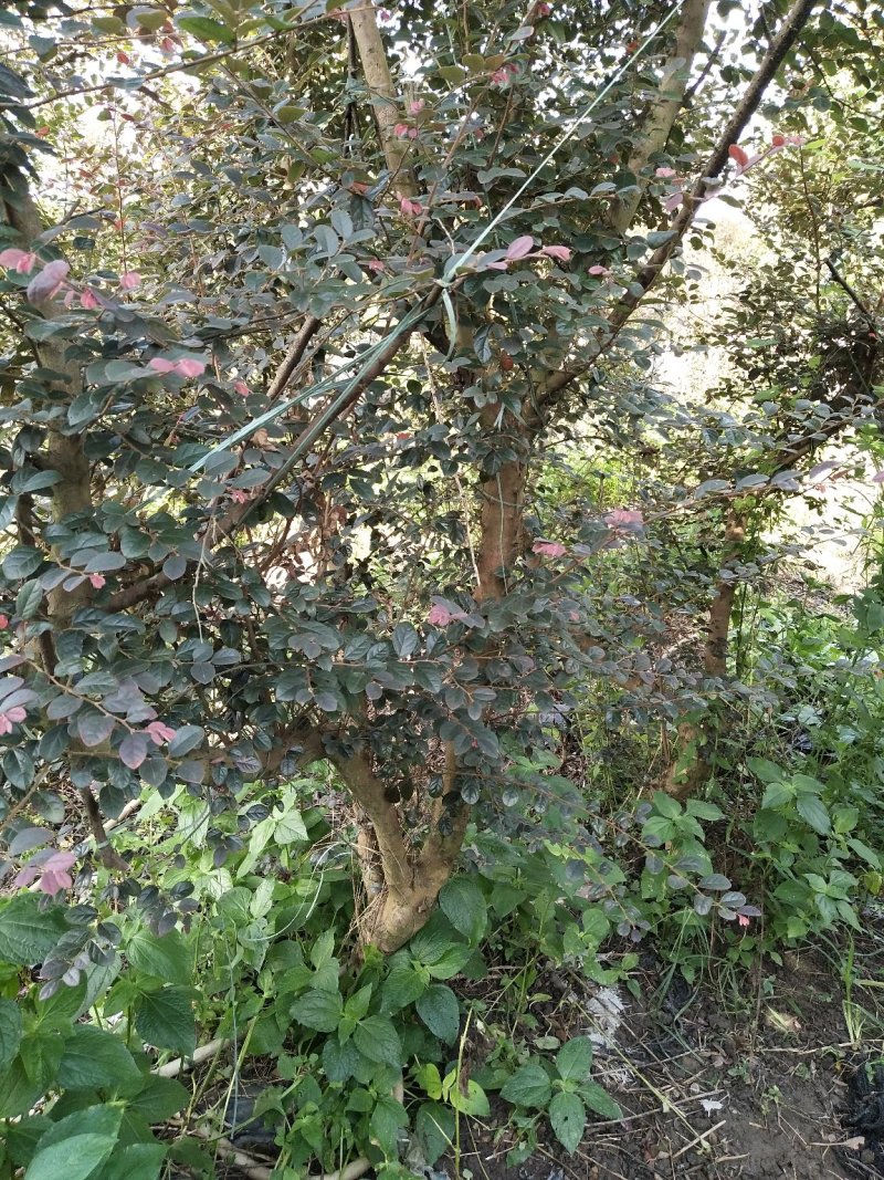 红花继木树桩
