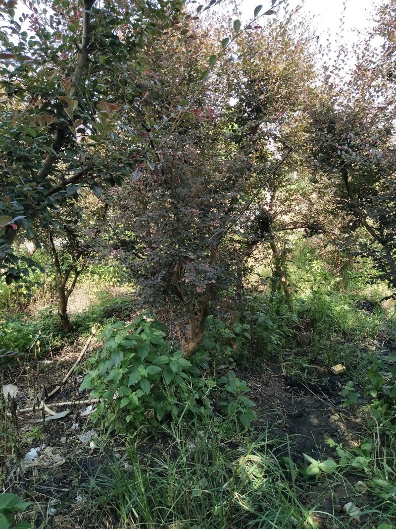 红花继木树桩