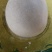 马宝
