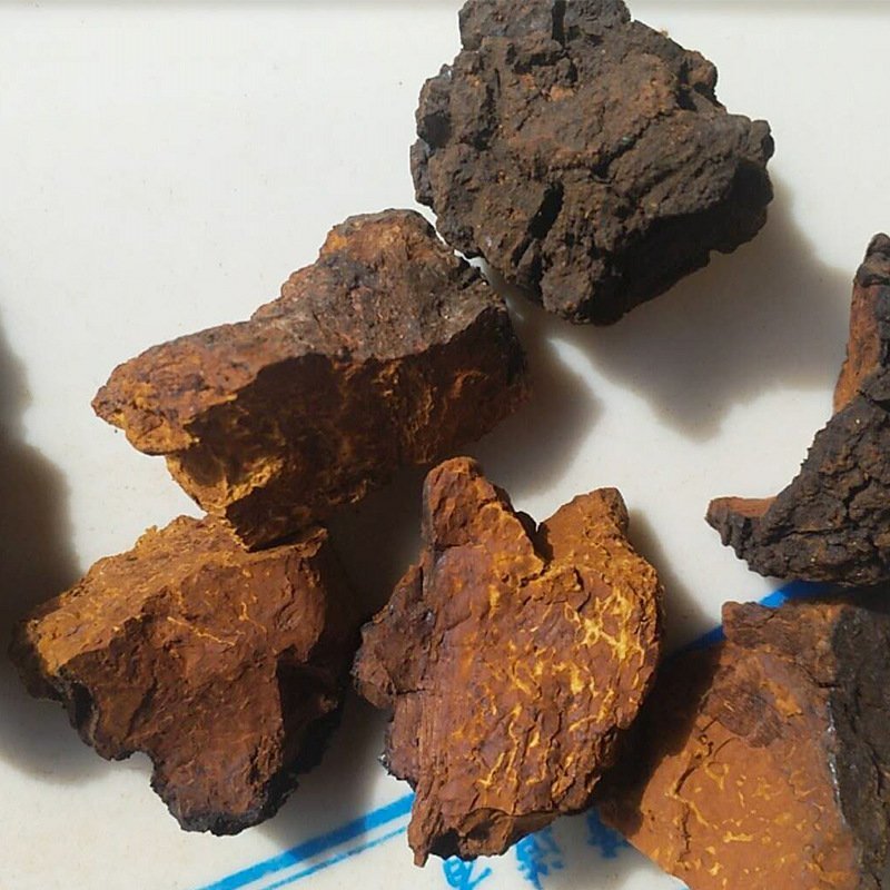 厂家批发大块白桦茸桦树茸食用菌类大量供应