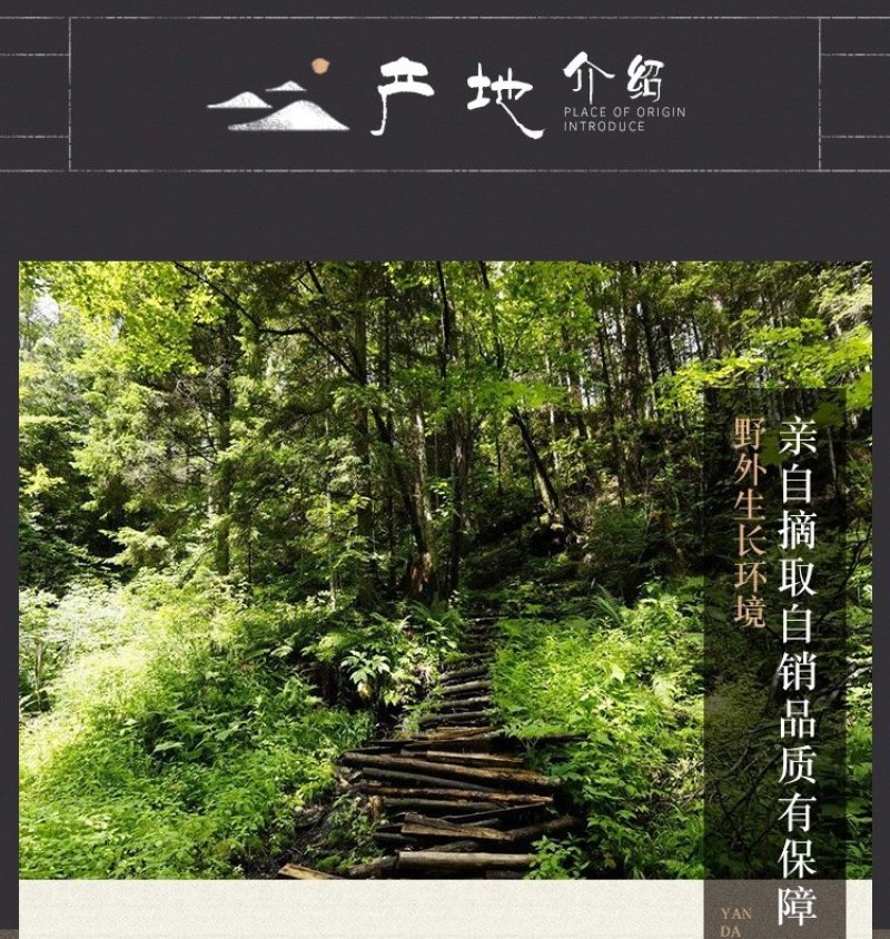 厂家批发大块白桦茸桦树茸食用菌类大量供应