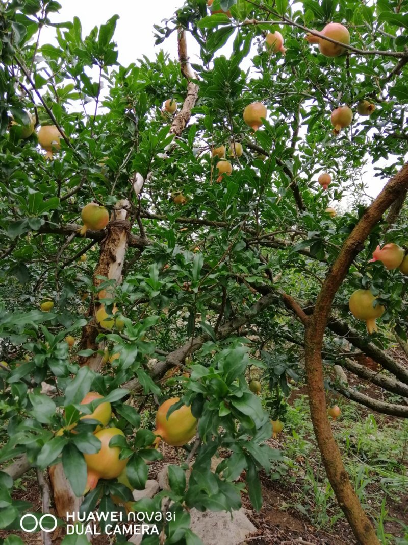 观颜，绿籽