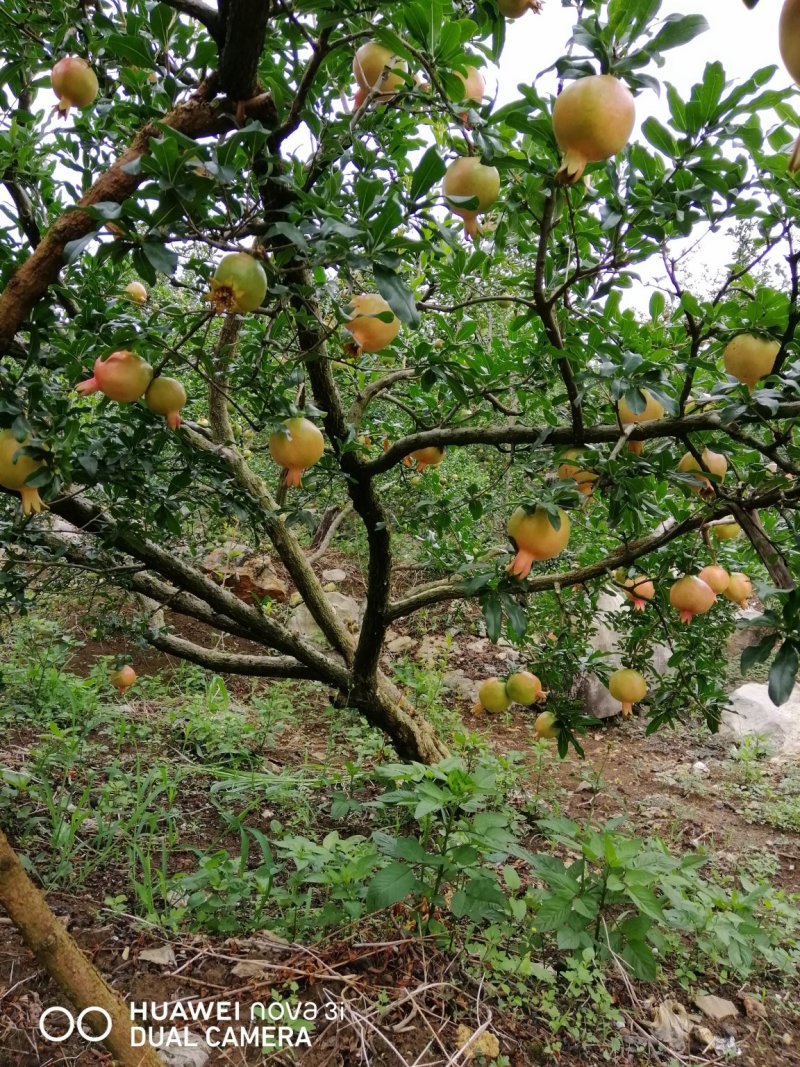 观颜，绿籽