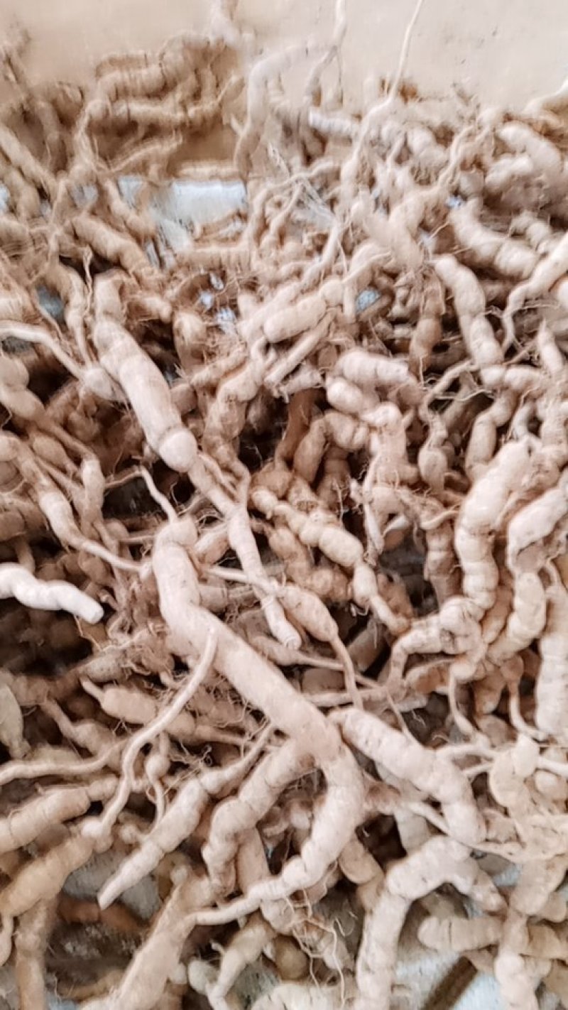 珠状巴戟，又老又多珠