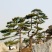 主营1-10米造型黑松油松