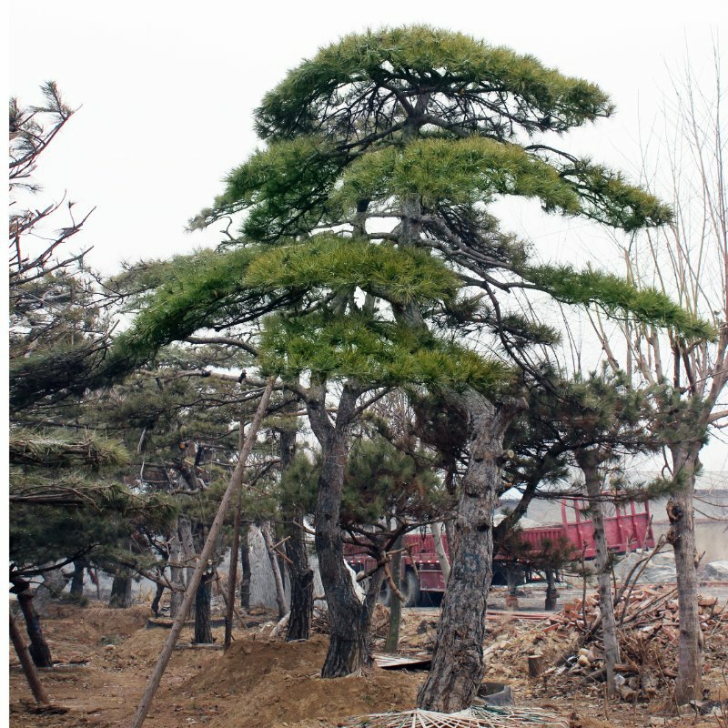 主营1-10米造型黑松油松