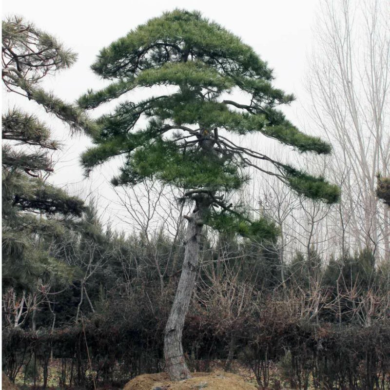 主营1-10米造型黑松油松