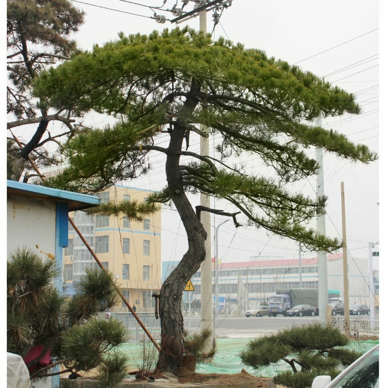 主营1-10米造型黑松油松