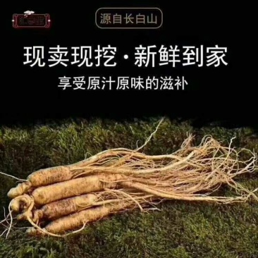 长白山鲜参林下参带土鲜人参煲汤泡酒营养品一元参活动