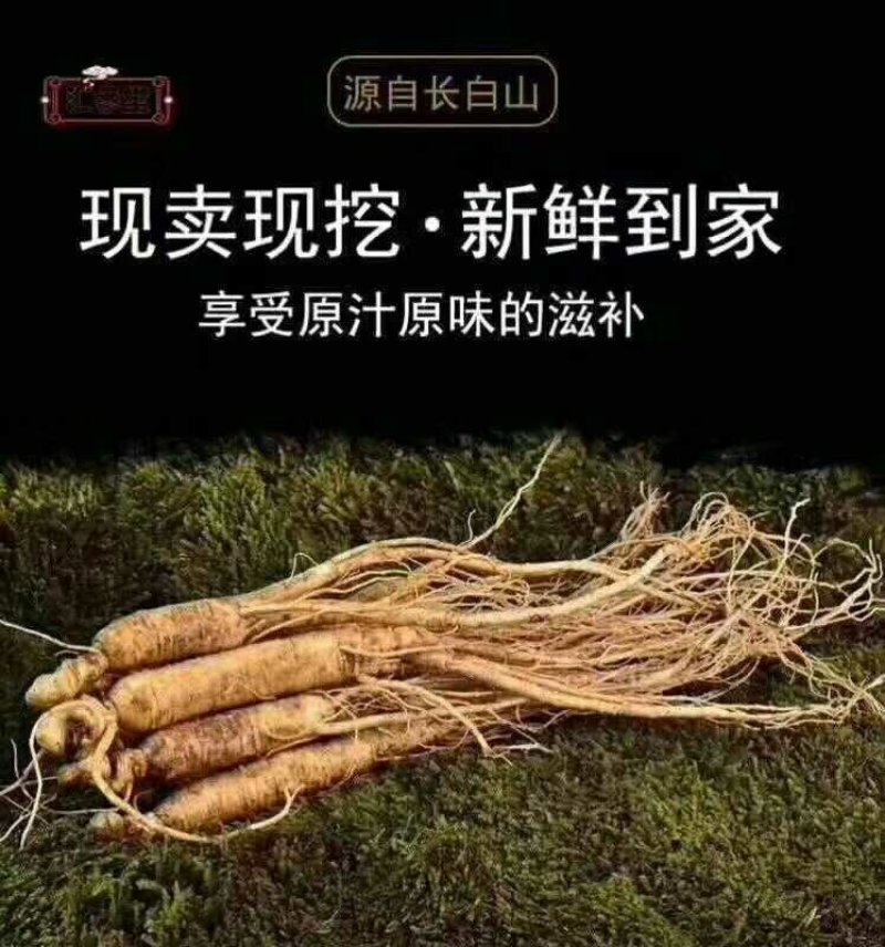 长白山鲜参林下参带土鲜人参煲汤泡酒营养品一元参活动