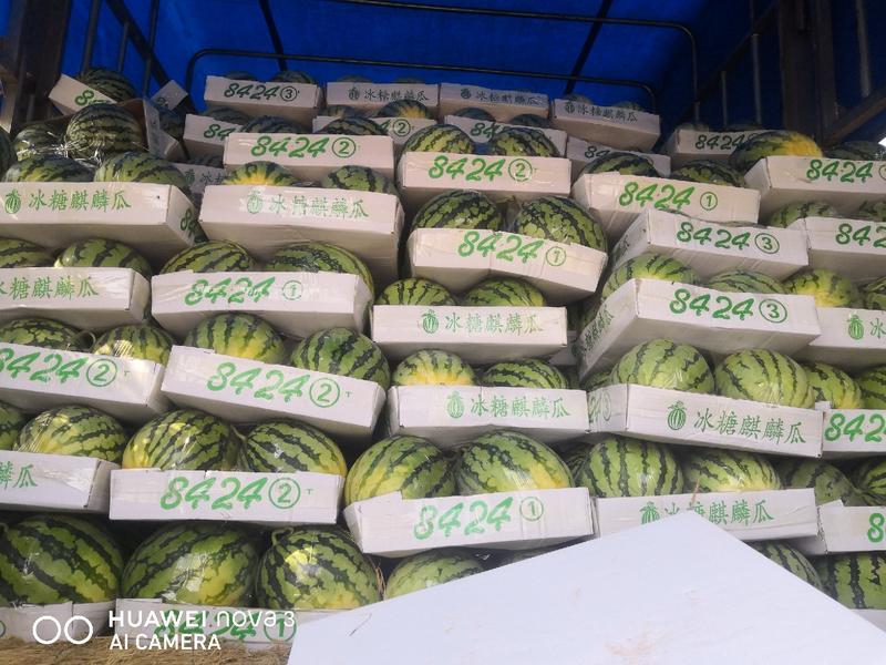 【天飞曌农业基地西瓜美都各种品种口感香甜预售】