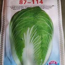 大白菜种子87一114大白菜种子