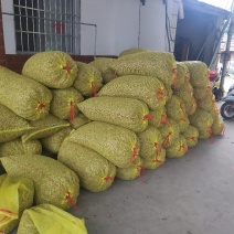 精品好货饱满四粒红米花生红皮花生