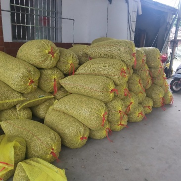 精品好货饱满四粒红米花生红皮花生