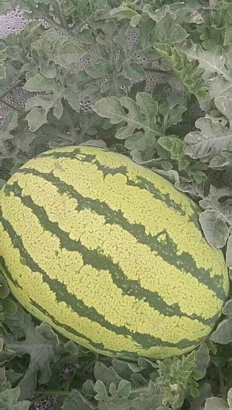 甘肃西瓜硒砂瓜金花一号西瓜产地直供诚信报价视频看货