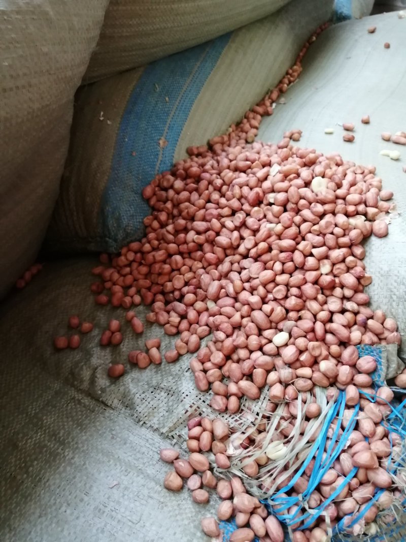 2019年新冷榨鲜纯花生仁油—代加工接订单