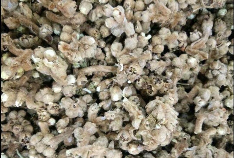 枇杷花漳州枇杷花花茶
