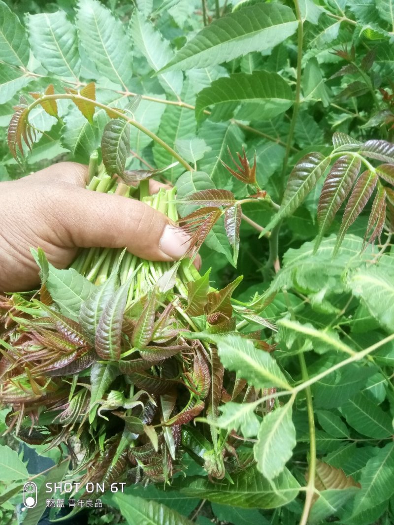 香椿芽