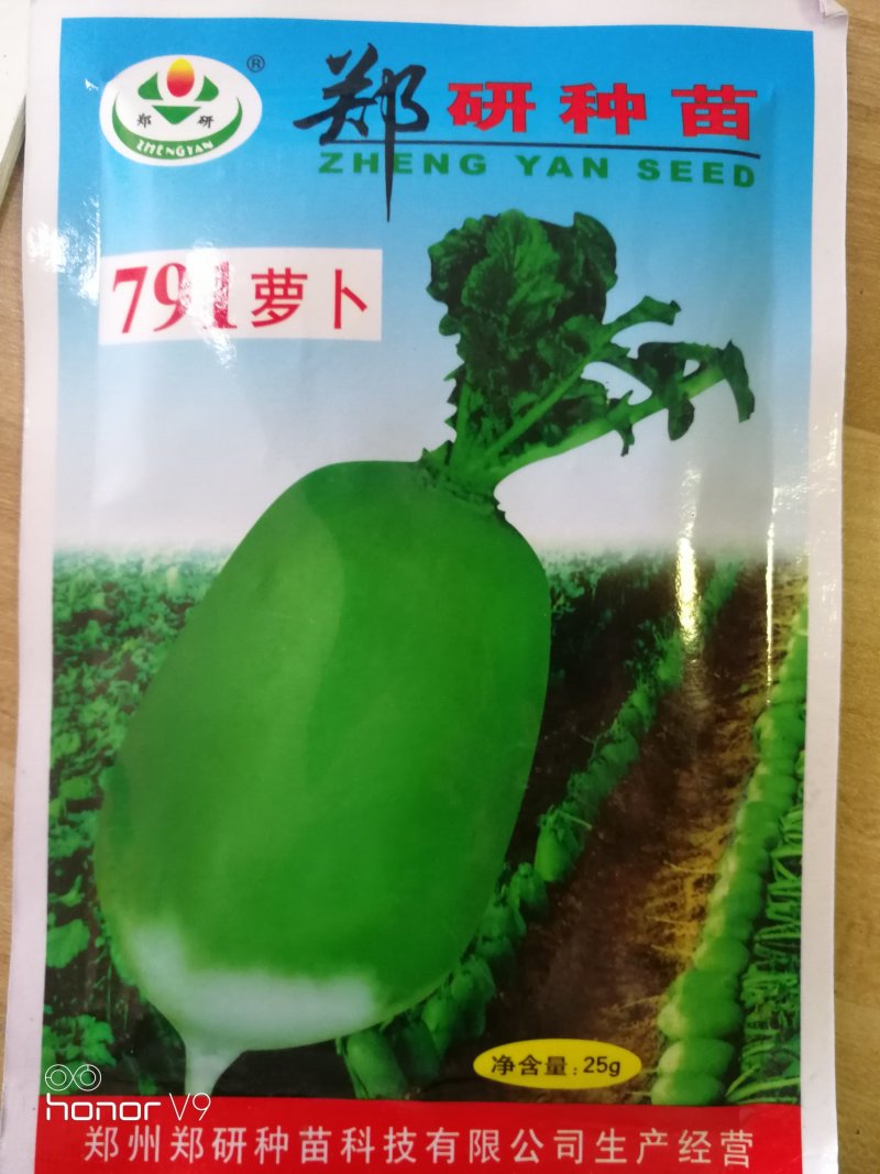 【精】郑研绿玉萝卜种子，美味萝卜种子500g，品质保证