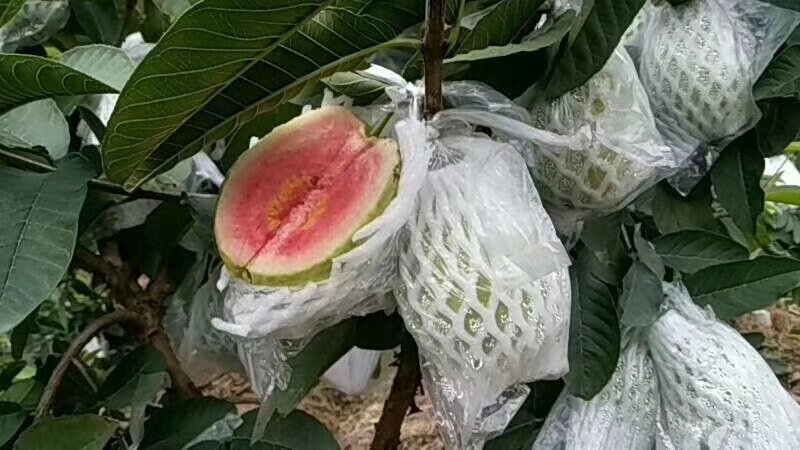 大量西瓜红芭乐番石榴苗